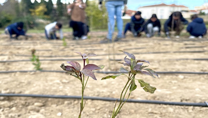 Journée internationale des forêts : zoom sur des plantations au cœur d’un quartier